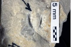 Foto (Detailansicht) von Decapoda indet. (NHMW-GEO-1990-0041-0433)